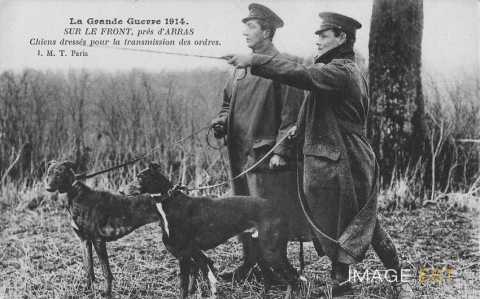 Chiens dressés (Arras)
