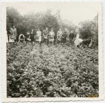 Cueillette de fraises (Maxéville)