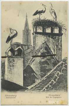 Nid de cigognes (Strasbourg)