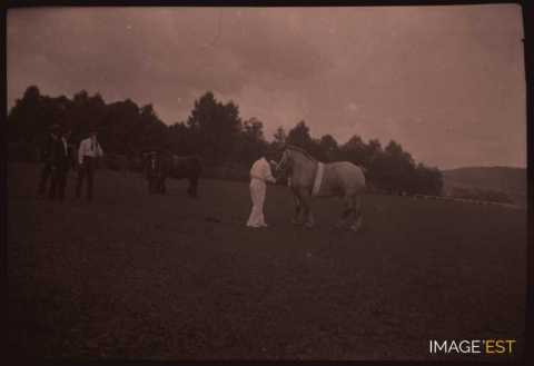 Présentation de chevaux (Germiny)