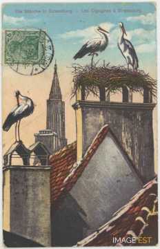 Nid de cigognes (Strasbourg)