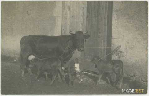 Vaches et veaux (Germiny)