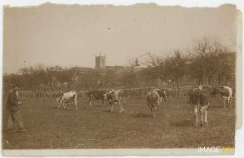 Troupeau de vaches (Germiny)