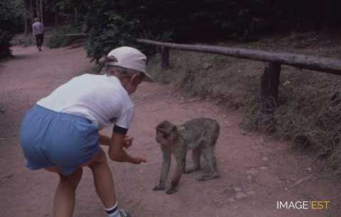 Montagne des singes (Kintzheim)