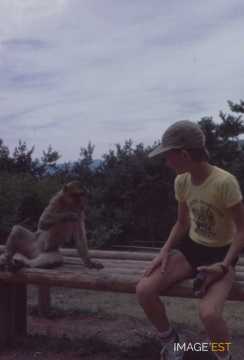 Montagne des singes (Kintzheim)