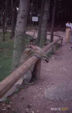 Montagne des singes (Kintzheim)