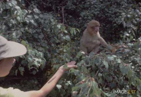Montagne des singes (Kintzheim)