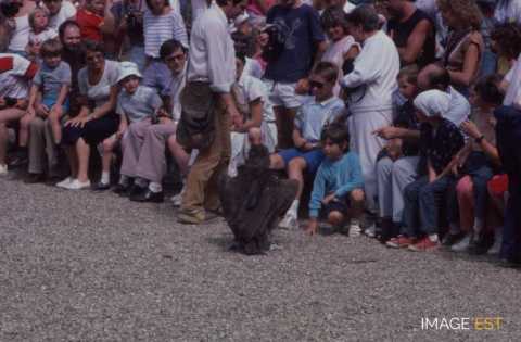 À la volerie des aigles (Kintzheim)