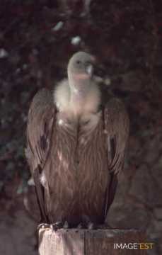 À la volerie des aigles (Kintzheim)