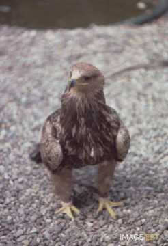 À la volerie des aigles (Kintzheim)