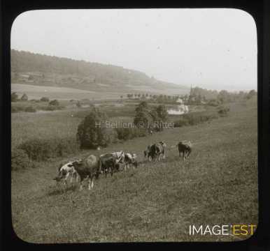 Vaches au pâturage (Champigneulles)