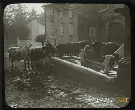 Vaches à l'abreuvoir (Vandoeuvre-lès-Nancy)