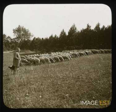 Berger et son troupeau de moutons de Brabois (Vandoeuvre-lès-Nancy)