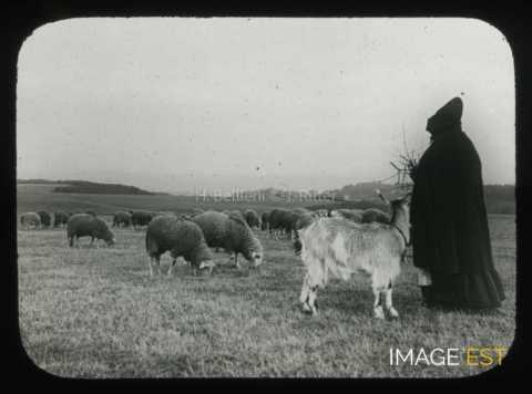 Bergère et troupeau de moutons
