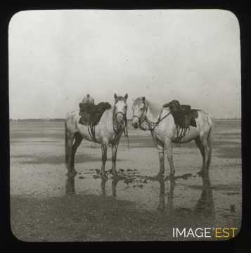 Chevaux