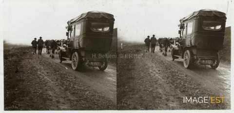 Automobile derrière un troupeau de vaches