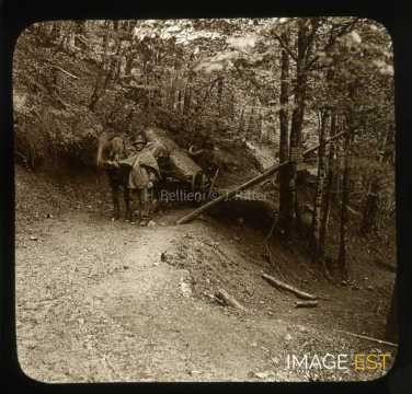 Débardage de grumes (Xonrupt-Longemer)