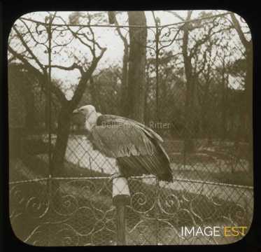 Vautour au Jardin d'Acclimatation (Paris)