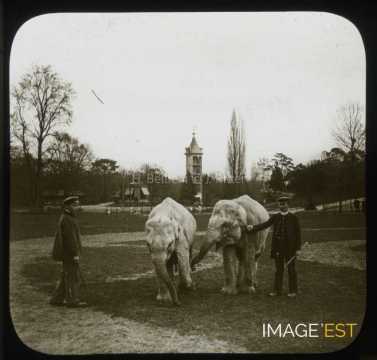 Éléphants au Jardin d'Acclimatation (Paris)