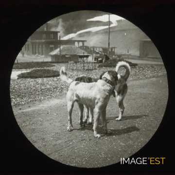 Chiens