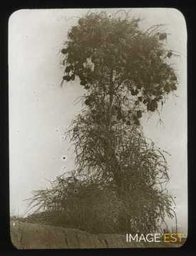 Arbre à nids (Tombouctou)