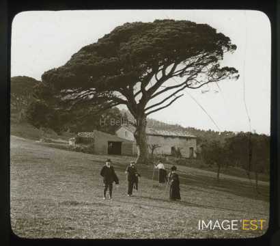 Pin parasol (Sainte-Maxime)