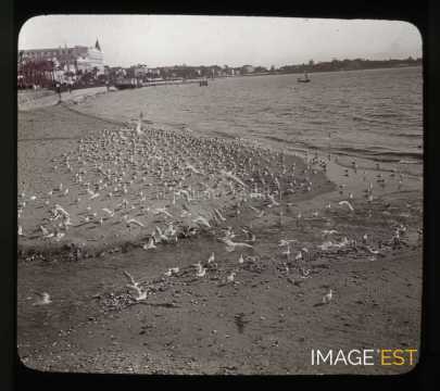 Mouettes (Cannes)
