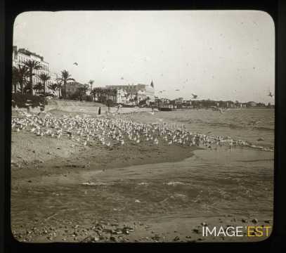 Mouettes (Cannes)