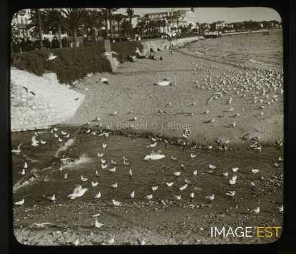 Mouettes (Cannes)