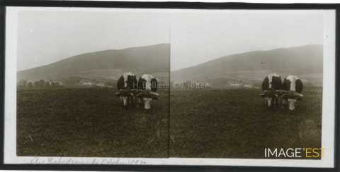Attelage bovin (Moyenmoutier)