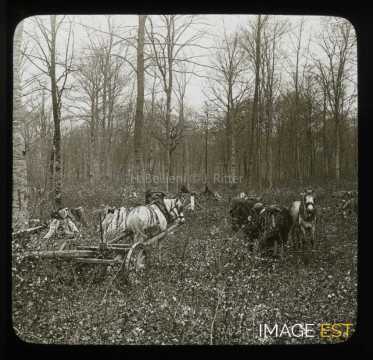Transport de bois (Meurthe-et-Moselle)