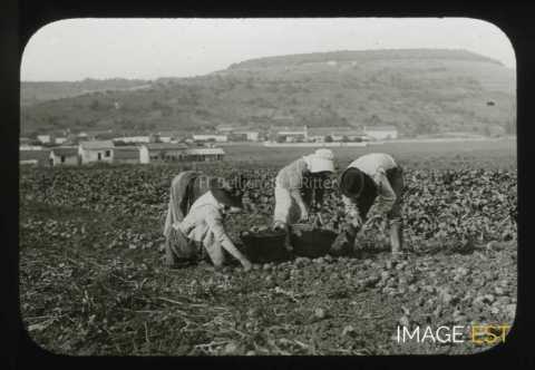 Récolte de pommes de terre (Toul)