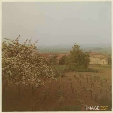 Mont-le-Vignoble (Meurthe-et-Moselle)