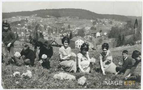 Cueillette des jonquilles (Gérardmer)