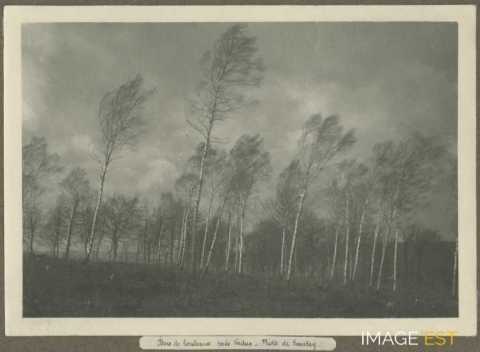 Bois de bouleaux (Verdun)