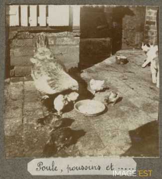 Poules, poussin et...