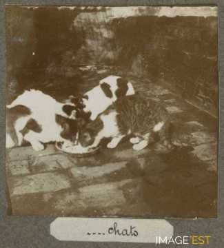 Chats