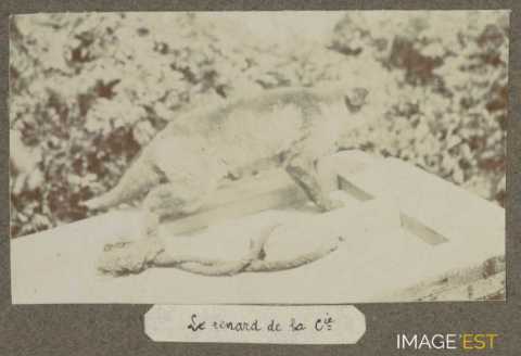 Le renard de la compagnie