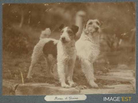Pinson et Vernine