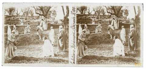 Au jardin des Oliviers