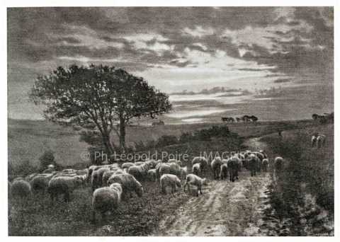 Troupeau de moutons