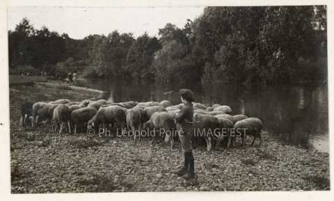 Troupeau de moutons