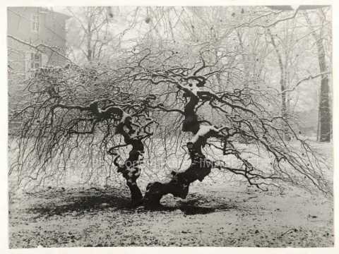 Arbre