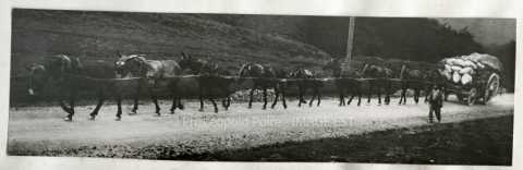 Attelage d'ânes