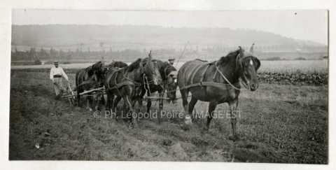 Attelage de chevaux labourant