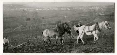 Attelage de chevaux labourant