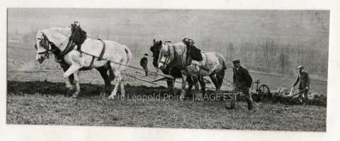 Attelage de chevaux labourant