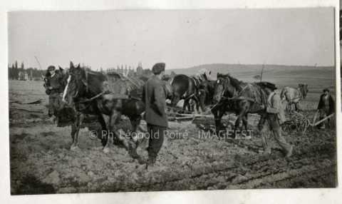 Attelage de chevaux labourant