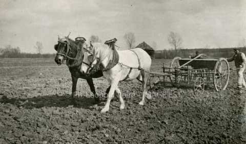 Attelage de chevaux tractant un semoir