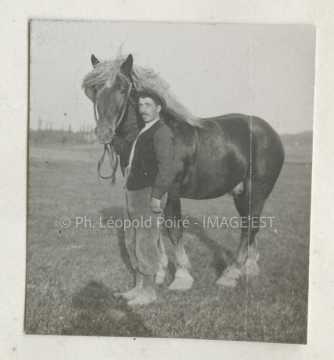Cheval de trait